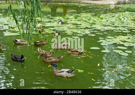 Canards dans un étang artificiel vert avec des nénuphars Banque D'Images