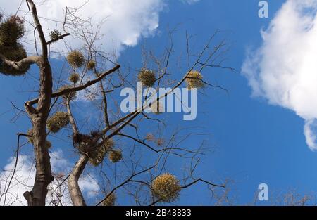 Viscum album poussant sur un arbre Banque D'Images