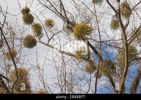 Viscum album poussant sur un arbre Banque D'Images