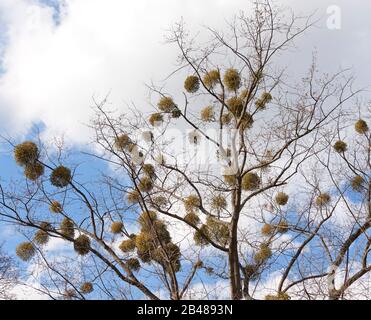 Viscum album poussant sur un arbre Banque D'Images