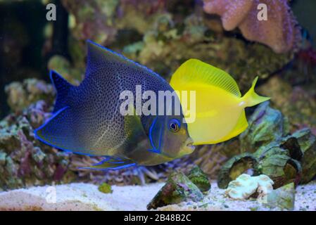 Koran Angelfish, également connu sous le nom De Semicircle, Semicboulatus, Angélaste À Demi-cercle, Pomacanthus semicboulatus, en transition entre les jeunes et les adultes Banque D'Images