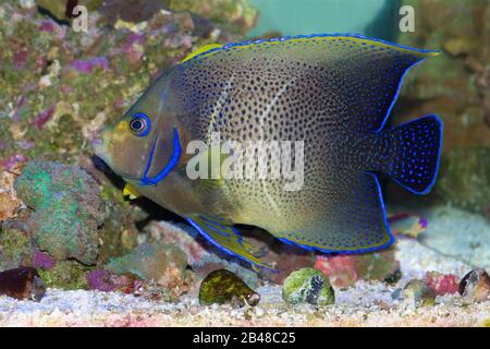 Koran Angelfish, également connu sous le nom De Semicircle, Semicboulatus, Angélaste À Demi-cercle, Pomacanthus semicboulatus, en transition entre les jeunes et les adultes Banque D'Images