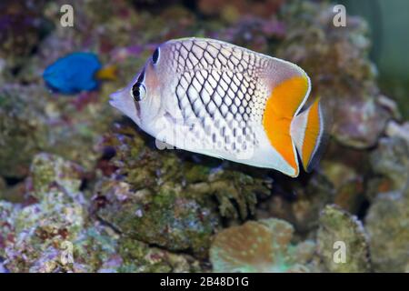 Le butterflyfish de perles, Chaetodon xanthurus, également connu sous le nom de Philippines Chevron Butterflyfish, Yellowtail Butterflyfish, Crosshatch butterflyfish Banque D'Images