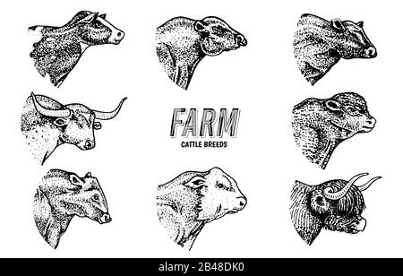 Vaches de style vintage. Têtes de bétail. Longhorn Scottish Highland Holstein Black Angus. Portrait des taureaux de la ferme ou des animaux domestiques. Tiré à la main Illustration de Vecteur