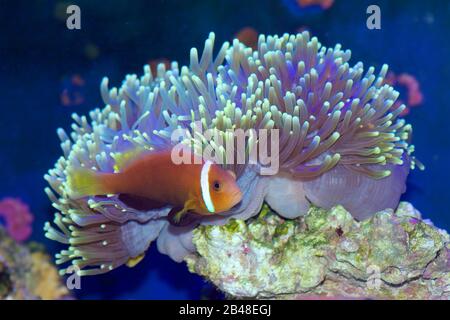 Amphipirion nigripes, Maldive anemonefish ou anemonefish à noircis, à l'intérieur d'une anemone de mer Ritteri, Heteractis magica Banque D'Images