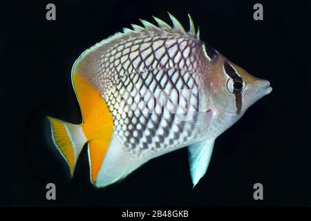 Le butterflyfish de perles, Chaetodon xanthurus, également connu sous le nom de Philippines Chevron Butterflyfish, Yellowtail Butterflyfish, Crosshatch butterflyfish Banque D'Images