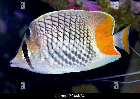 Le butterflyfish de perles, Chaetodon xanthurus, également connu sous le nom de Philippines Chevron Butterflyfish, Yellowtail Butterflyfish, Crosshatch butterflyfish Banque D'Images