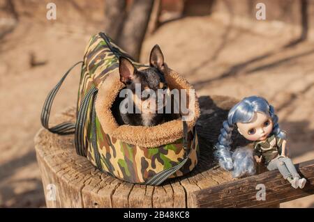 Chien Chihuahua. Poupée. Le chien est dans le sac pour les chiens. Chihuahua et une poupée avec des cheveux bleus dans la rue sur une souche. Chihuahua dans un sac pour la vie Banque D'Images