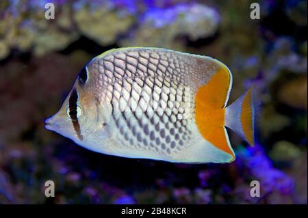 Le butterflyfish de perles, Chaetodon xanthurus, également connu sous le nom de Philippines Chevron Butterflyfish, Yellowtail Butterflyfish, Crosshatch butterflyfish Banque D'Images