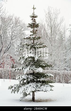 Sapin coréen dans un jardin en hiver Banque D'Images
