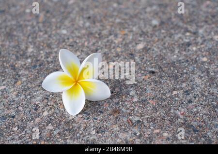 Belle fleur de frangipani blanche et jaune (aussi appelée plumeria) posée sur un pavé d'un trottoir Banque D'Images