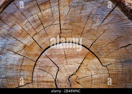 Coupe transversale de bois d'arbre hachée avec des anneaux d'arbre qui montre l'âge de l'arbre Banque D'Images