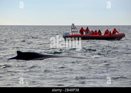 Observation des baleines dans la baie de Fundy Banque D'Images