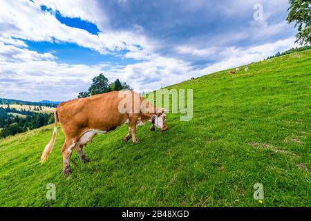 Vaches sur un pré de montagne, Pieniny, Pologne Banque D'Images