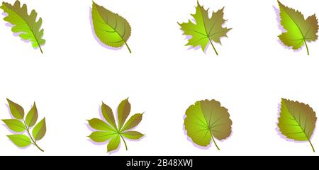 Jeu de feuilles vertes sur fond blanc. Illustration vectorielle isolée. Collection de feuilles de printemps et d'été. Élément graphique de la nature de dessin texturé. Châtaigne de bouleau à l'érable, rowan, raisin, frêne, tremble. Illustration de Vecteur