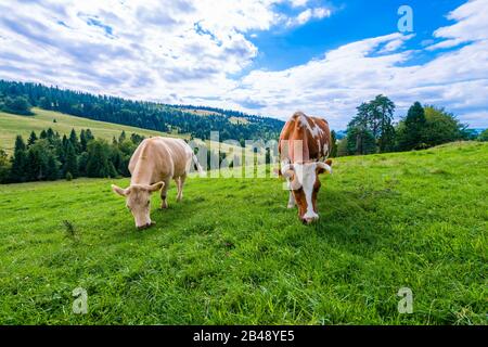 Vaches sur un pré de montagne, Pieniny, Pologne Banque D'Images