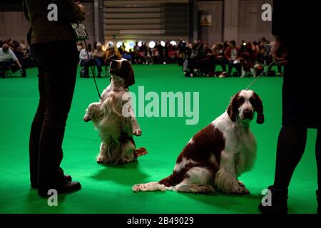 Welsh Springer Spaniels lors d'un spectacle au Centre National des Expositions de Birmingham (NEC) le deuxième jour du Crufts Dog Show. Banque D'Images