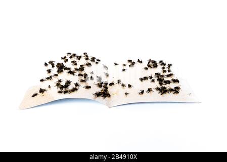 Pile de housefly piégée sur du ruban adhésif isolé sur blanc Banque D'Images