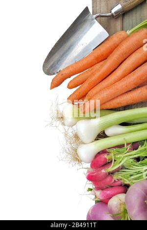 légumes frais, carottes, radis, oignons, navets disposés en rangée avec un outil sur fond blanc Banque D'Images