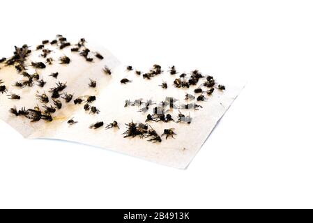 Pile de housefly piégée sur du ruban adhésif isolé sur blanc Banque D'Images