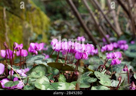 Vue latérale d'un groupe de cyclamen européens violettes, également appelés Cyclamen purpurascens ou europäisches Alpenveilchen Banque D'Images