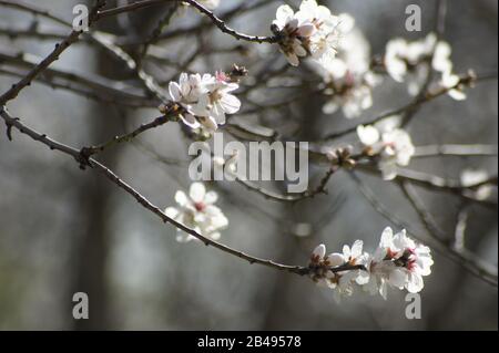 Madrid, Espagne. 20 février 2020. Un arbre aux amandes fleurit dans le parc Retiro de Madrid. Crédit: Carola Frentzen/Dpa/Alay Live News Banque D'Images