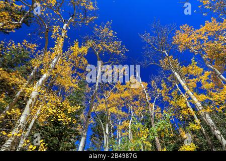 Couvert doré de forêts de trembles jaunes contre le ciel bleu lors d'une journée d'automne dans le Colorado Banque D'Images