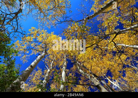 Couvert doré de forêts de trembles jaunes contre le ciel bleu lors d'une journée d'automne dans le Colorado Banque D'Images