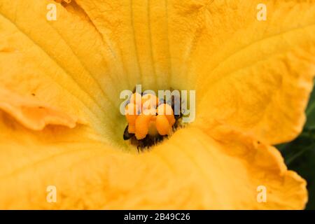 Courge musquée fleur femelle à l'intérieur. Pollinisation des abeilles Banque D'Images