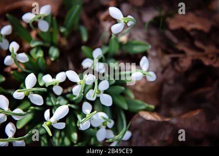 Fleurs de neige dans la forêt. Vue de dessus. Concept de ressort. Banque D'Images