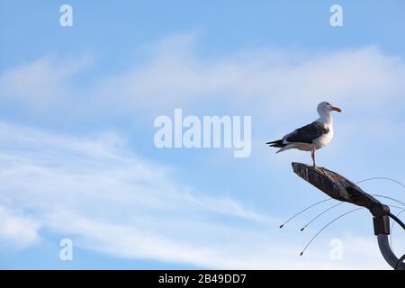 Un mouette tourné en profil posant sur le dessus d'un lampadaire avec un ciel bleu nuageux en arrière-plan Banque D'Images