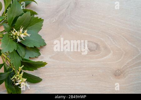 Arrière-plan avec le blooiming blanc Pachysandra terminalis sur un fond en bois clair Banque D'Images