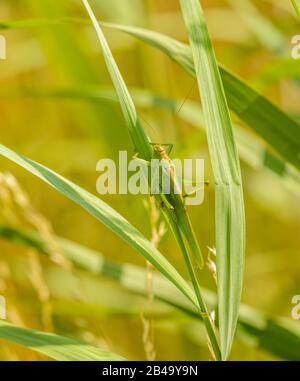 le gros sauterelle vert rampant sur l'herbe, sauvage Banque D'Images