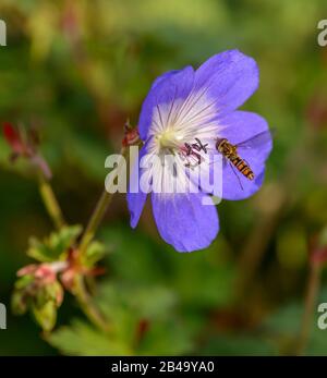 la mouche plantée de la marmalade en vol par la fleur de géraniums (géraniums) violette sauvage Banque D'Images