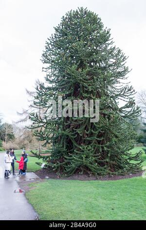 Monkey Puzzle (PIN du Chili) Tree au Royal Botanic Gardens, Kew, Londres, Royaume-Uni Banque D'Images