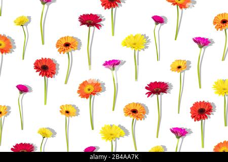 Composition florale organisée avec différentes couleurs gerbera fleurs avec ombre sur fond blanc. Motif plat, vue de dessus. Banque D'Images