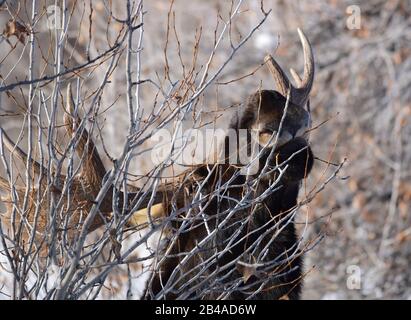 Un orignal de taureau se nourrit de branches d'appel d'offres en hiver au Seedskadee National Wildlife Refugee, dans le comté de Sweetwater, au Wyoming. Banque D'Images