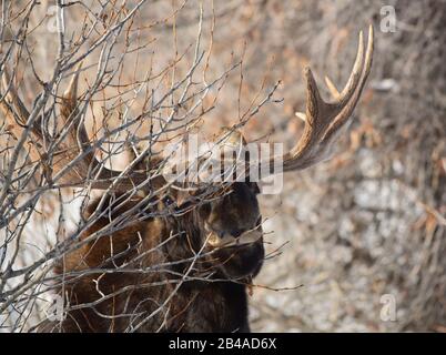 Un orignal de taureau se nourrit de branches d'appel d'offres en hiver au Seedskadee National Wildlife Refugee, dans le comté de Sweetwater, au Wyoming. Banque D'Images