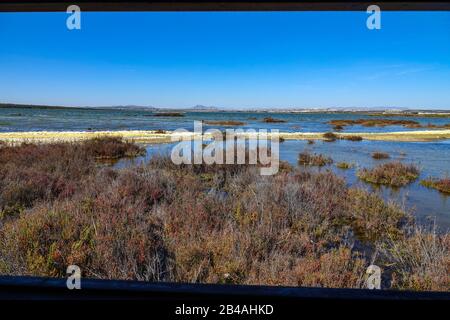 Réserve d'oiseaux à la Laguna Salada de la Mata, Torrevieja, Costa Blanca, Espagne Banque D'Images