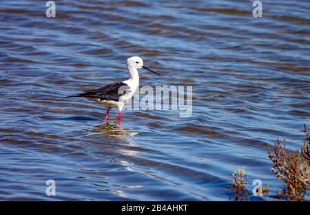 Stilt à ailes noires, à la réserve d'oiseaux de Laguna Salada de la Mata, Torrevieja, Costa Blanca, Espagne Banque D'Images