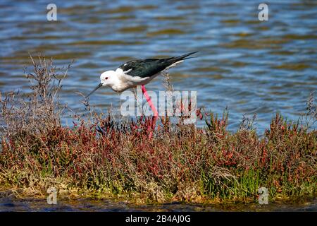 Stilt à ailes noires, à la réserve d'oiseaux de Laguna Salada de la Mata, Torrevieja, Costa Blanca, Espagne Banque D'Images