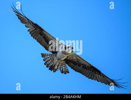 Un Osprey occidental (Pandion haliaetus) à la mouche. Houston, Texas, États-Unis. Banque D'Images