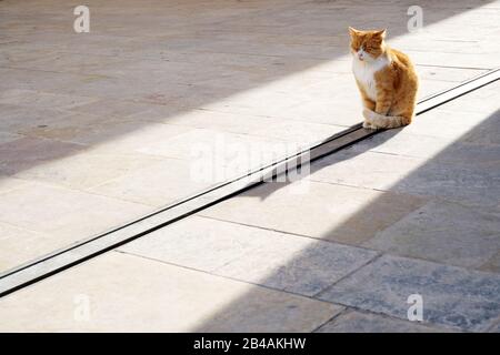 le chat rouge mignon qui ferme les yeux et ronronne enchante le soleil chaud dans la rue en hiver Banque D'Images