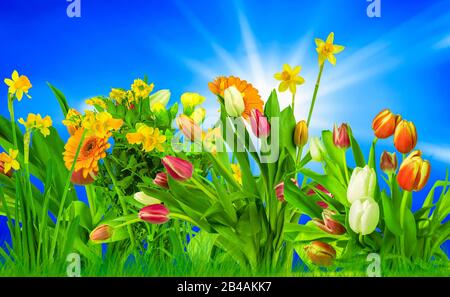 fleurs colorées sur un pré devant le ciel bleu comme arrière-plan Banque D'Images