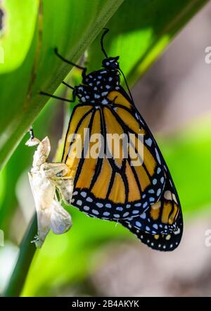 Papillon monarque fraîchement émergés (Danaus plexippus) de chrysalide. Houston, Texas, États-Unis. Banque D'Images