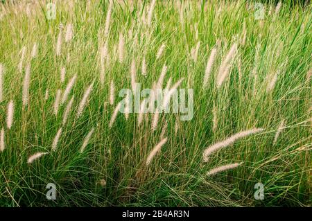 Pennisetum setaceum L'herbe de fontaine ressemble à un arbre de craptage comme la forme de la fontaine. Combiné à des fleurs blanches douces et moelleuses Qui Me Brisent Banque D'Images