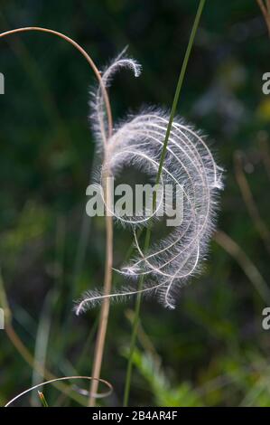 Fleur moelleuse d'herbe de plumes (herbe de tapis) - gros plan. Banque D'Images