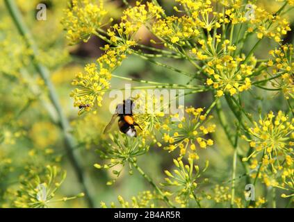 Le bourdon recueille le nectar de la fleur jaune. Banque D'Images