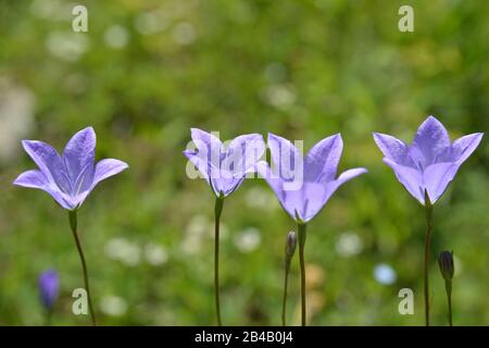 Plusieurs fleurs belliqueuses violettes sont présentées sur fond de flou vert naturel. Banque D'Images