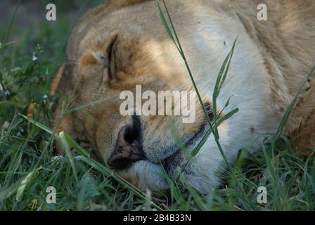 Une lioness, ayant une pause à l'ombre pendant la chaleur du jour Banque D'Images